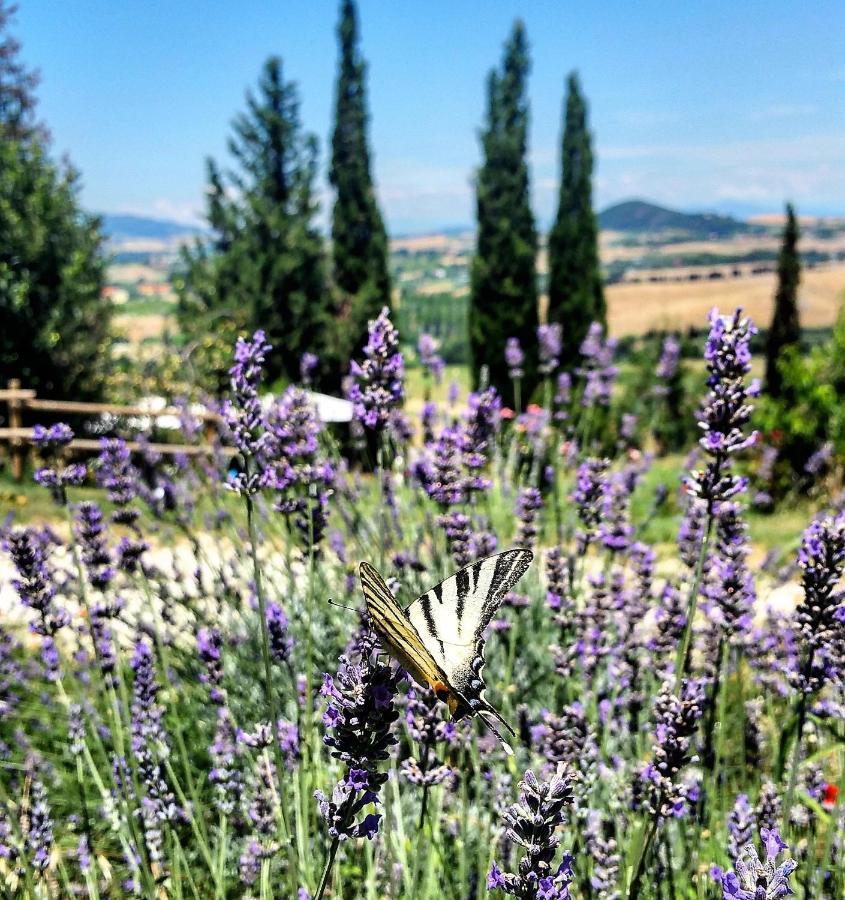 B&B Il Poggio Di Fiore Castellina Marittima Exteriör bild